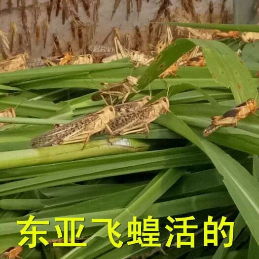 平邑县 蚂蚱《东亚飞蝗》