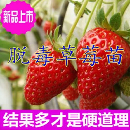 平邑县脱毒草莓苗奶油红颜草莓盆栽地栽当年结果南北方庭院阳台种植