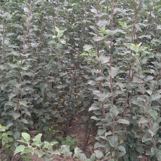 咸阳秦脆苹果树苗 苹果苗