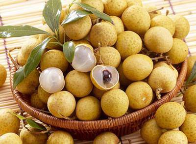  石硖龙眼嫁接苗，四季龙眼苗