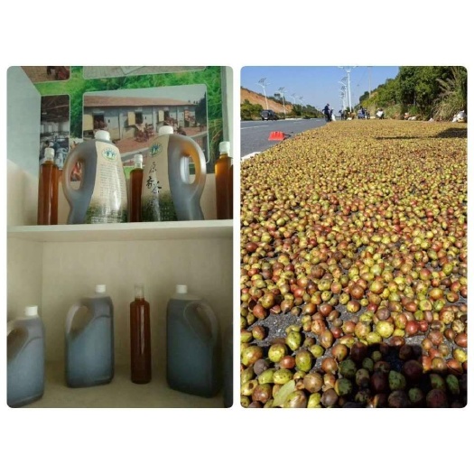 新余山茶油