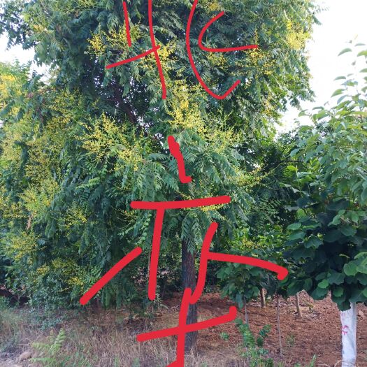 南召县北栾  北京栾，耐寒。耐热。适合全国种植。成活率高。