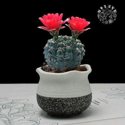  多肉  多肉植物绯花玉开花仙人球防辐射桌面盆栽室内花卉四季