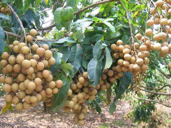  石硖龙眼嫁接苗，四季龙眼苗