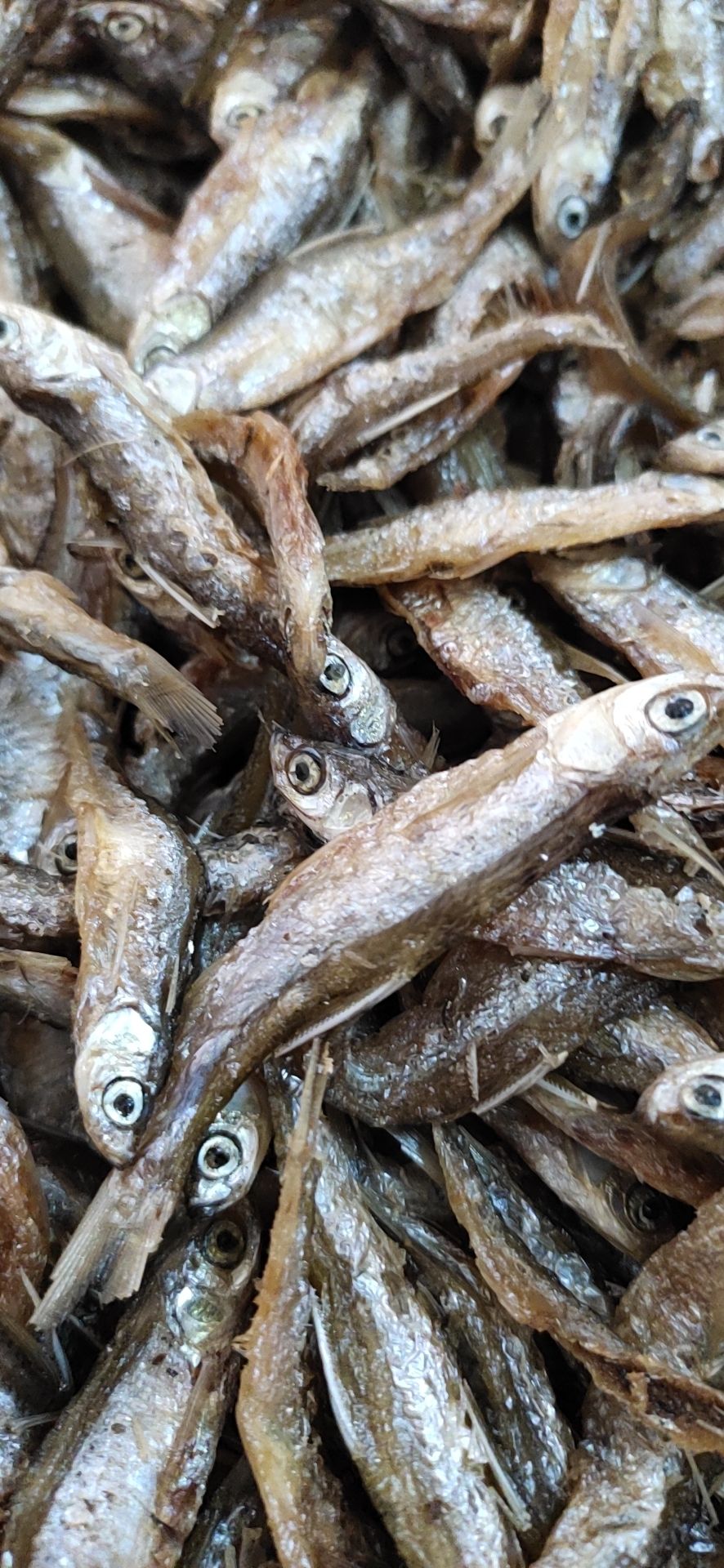 蓝刀鱼 白肖，兰刀