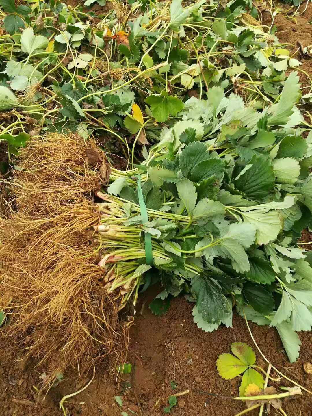 桃薰草莓苗 桃熏白草莓，粉红色果子，水蜜桃口味