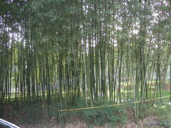  竹子价格，刚竹价格批发