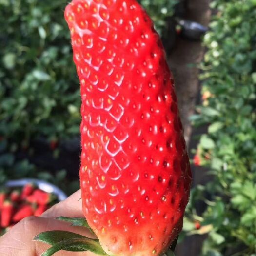 泰安牛奶草莓苗 现挖现卖，免费提供技术
