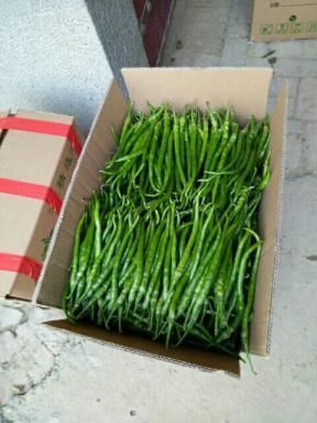 蒲城县天宇辣椒 20cm以上 中辣 靑色