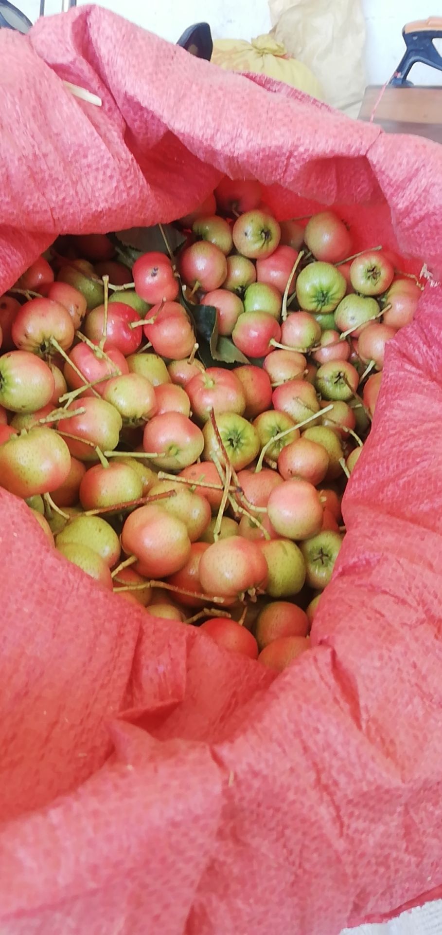 大绵球山楂 15 - 20克