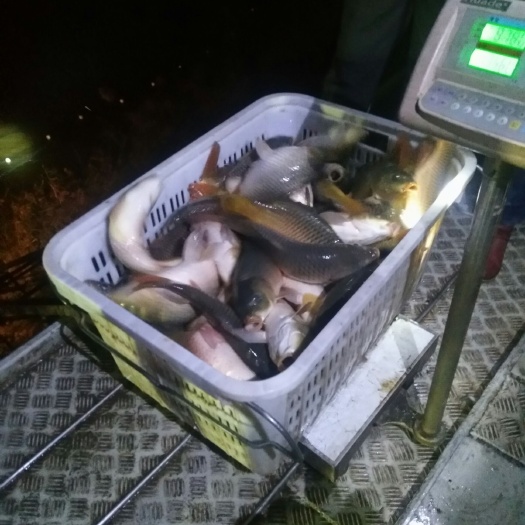 洛阳 黄河池鲤鱼肉质好体质健康