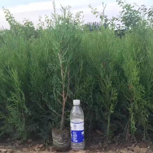 泰安 优质营养钵侧柏苗 带土移栽高成活率荒山种植雨后造林绿化祖国