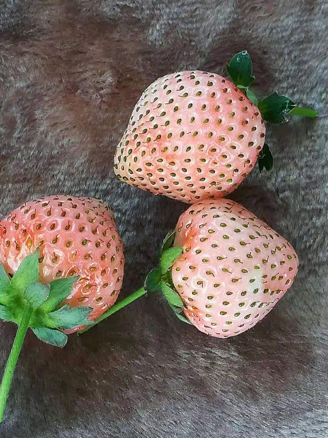 桃薰草莓苗 桃熏白草莓，粉红色果子，水蜜桃口味