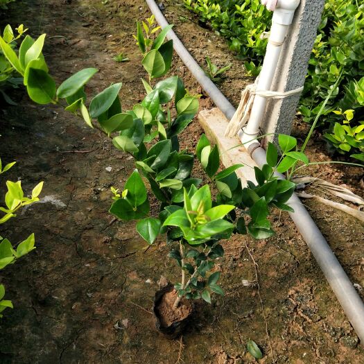 青州市金森女贞 女贞 绿化苗木 花卉苗木 杯苗 观叶植物 行道用