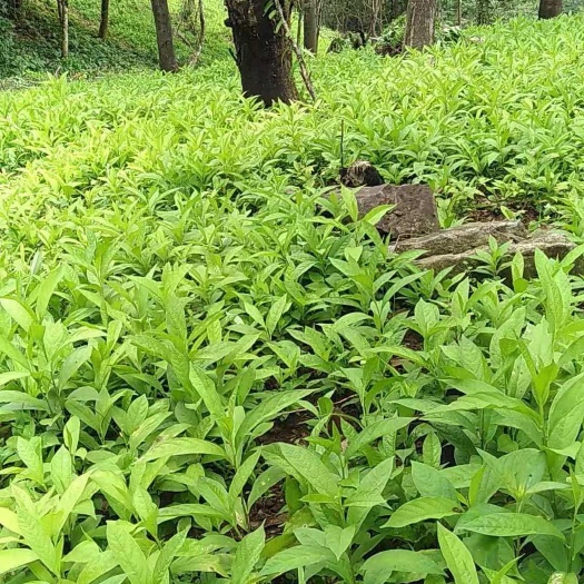 恭城县 黄花倒水莲秧苗