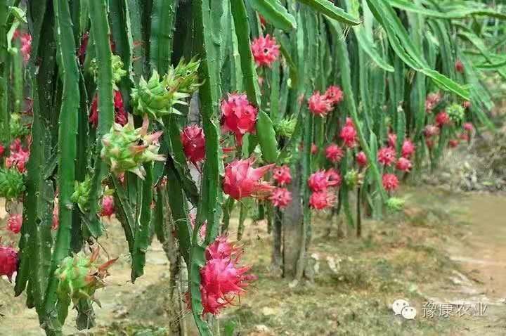 确山县红皮红肉火龙果 自家产，量大从优