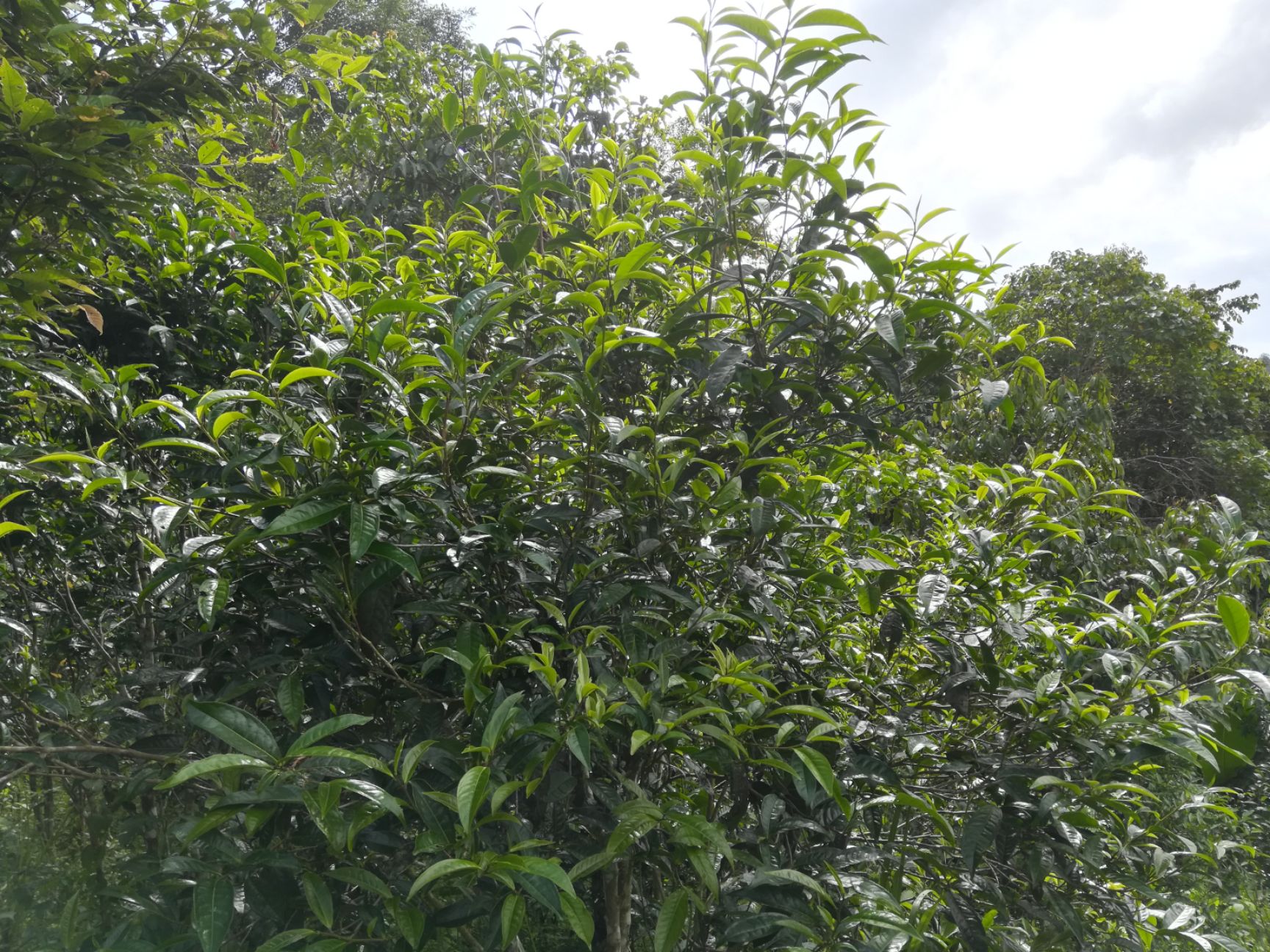  普洱茶易武茶山