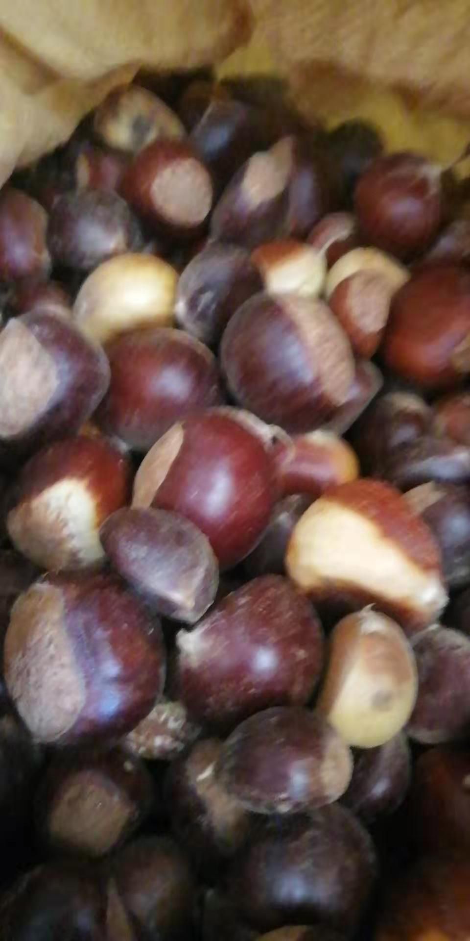 广西板栗 现有板粟如有需要的请联系