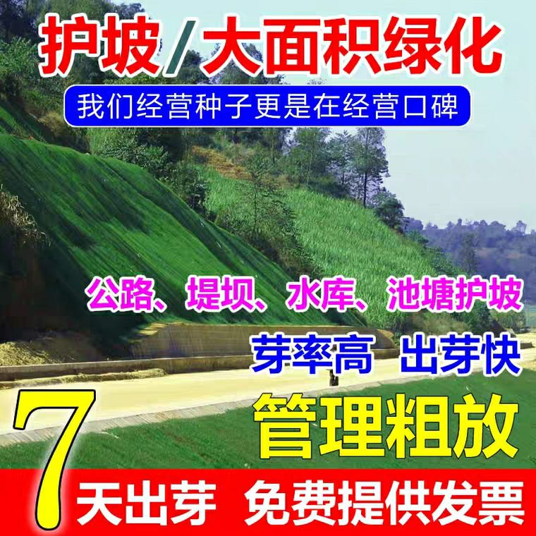 四季青草种子 草坪种子四季青护坡草籽高羊茅狗牙根黑麦草耐践踏庭院绿化草种子