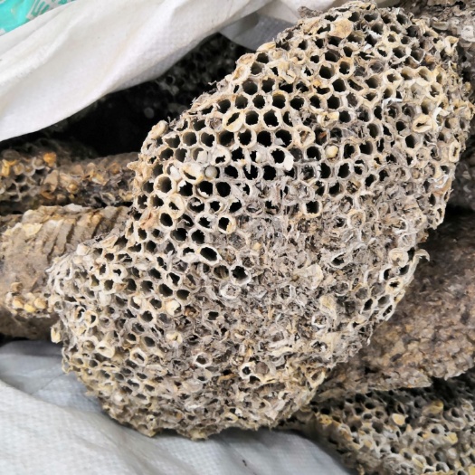蜂房 露蜂房 蚂蜂窝 蜂王窝 各种中药材