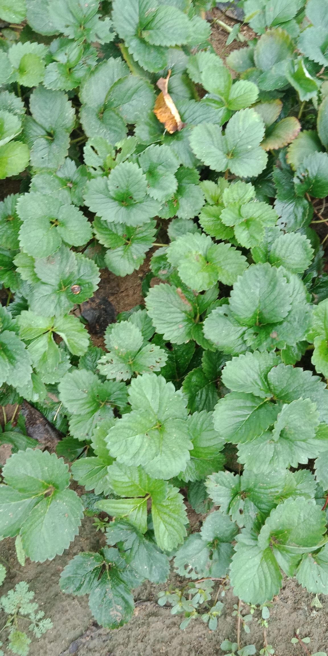 桃薰草莓苗 桃熏白草莓，粉红色果子，水蜜桃口味