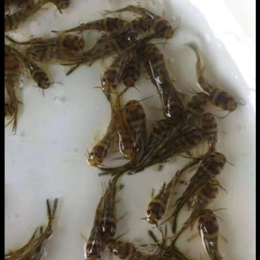 台山市黄骨鱼苗