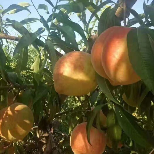 深州市 深州蜜桃    百年贡品