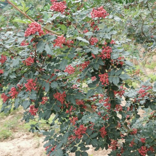 陇南 实生二年大红袍花椒苗提供种植技术