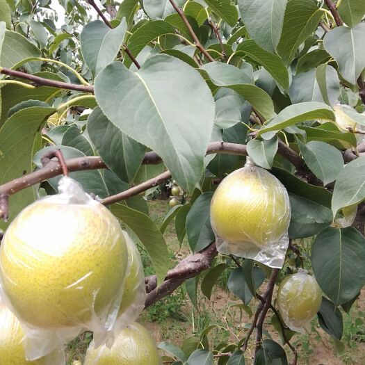 隆尧县 膜袋雪花梨