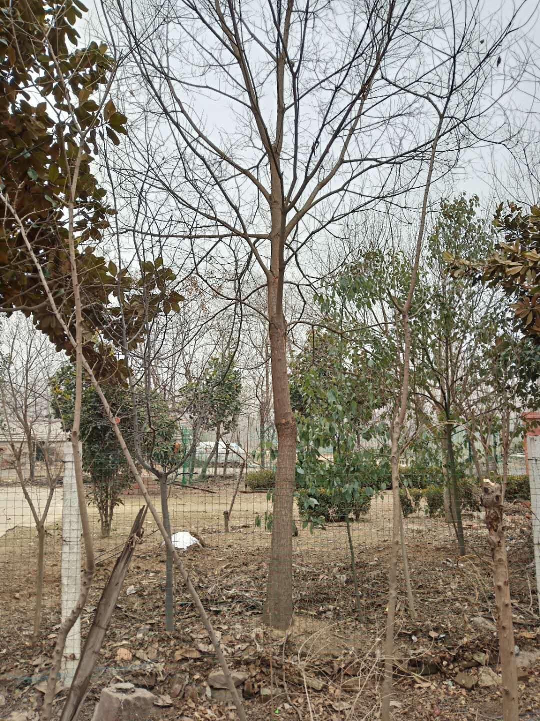 枫杨价格，红杨树批发，8-20公分枫杨树