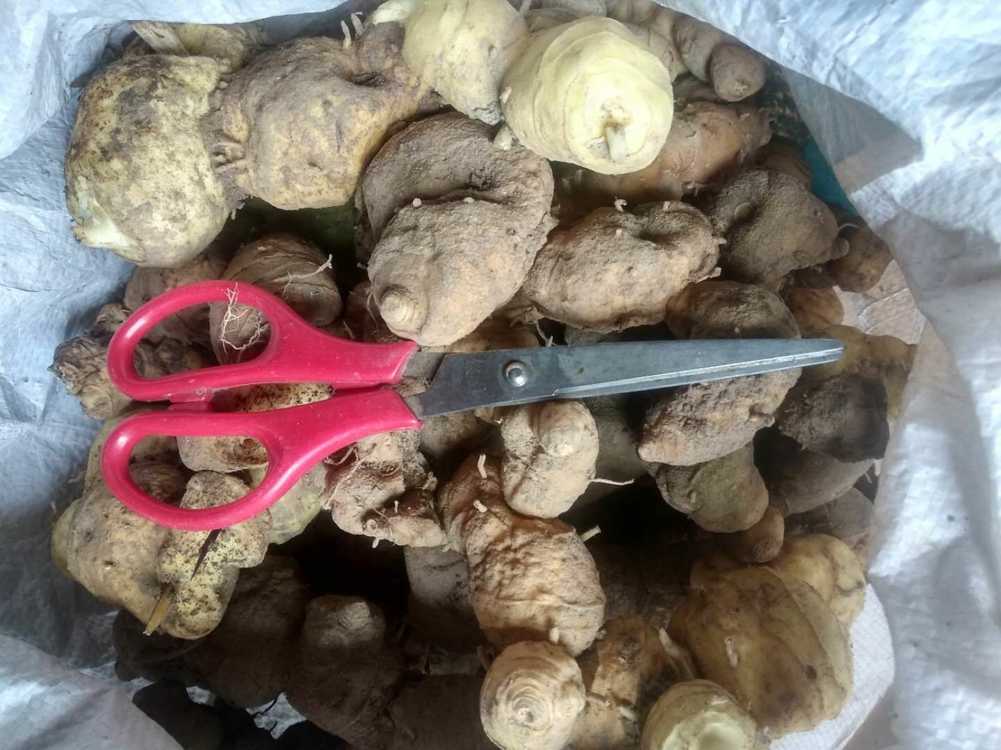 贵州铜仁无硫泡酒煲汤滋补食材生鲜姜形黄精干品鸡头黄精产地直发