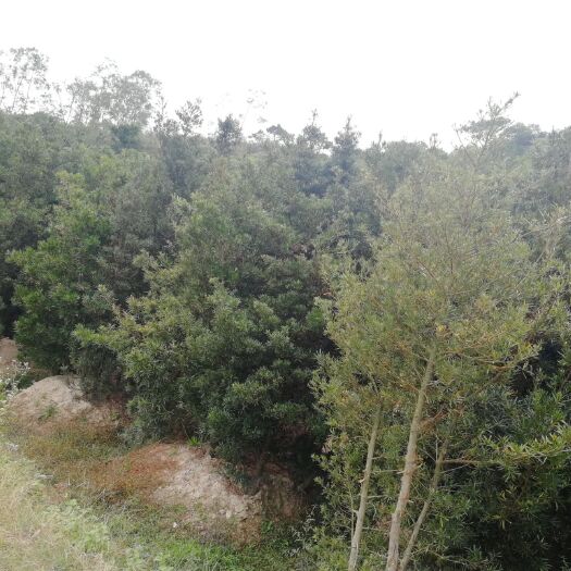 阳江海岛罗汉松