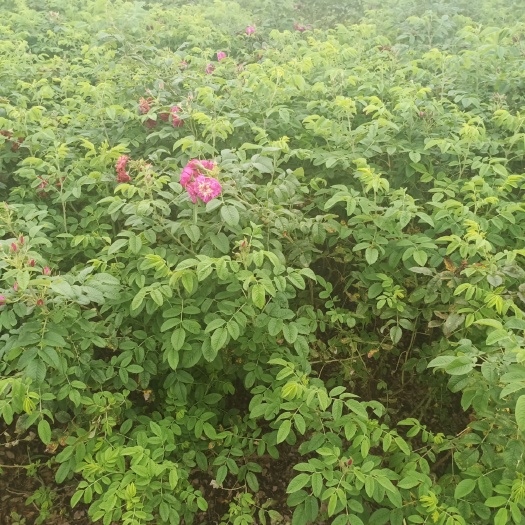 铁岭 出售多季刺玫堆