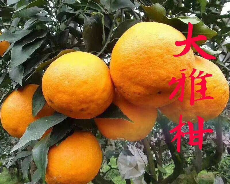 無核沃柑苗 一手貸源放心購買，手續(xù)齊全，免費(fèi)提供技術(shù)。