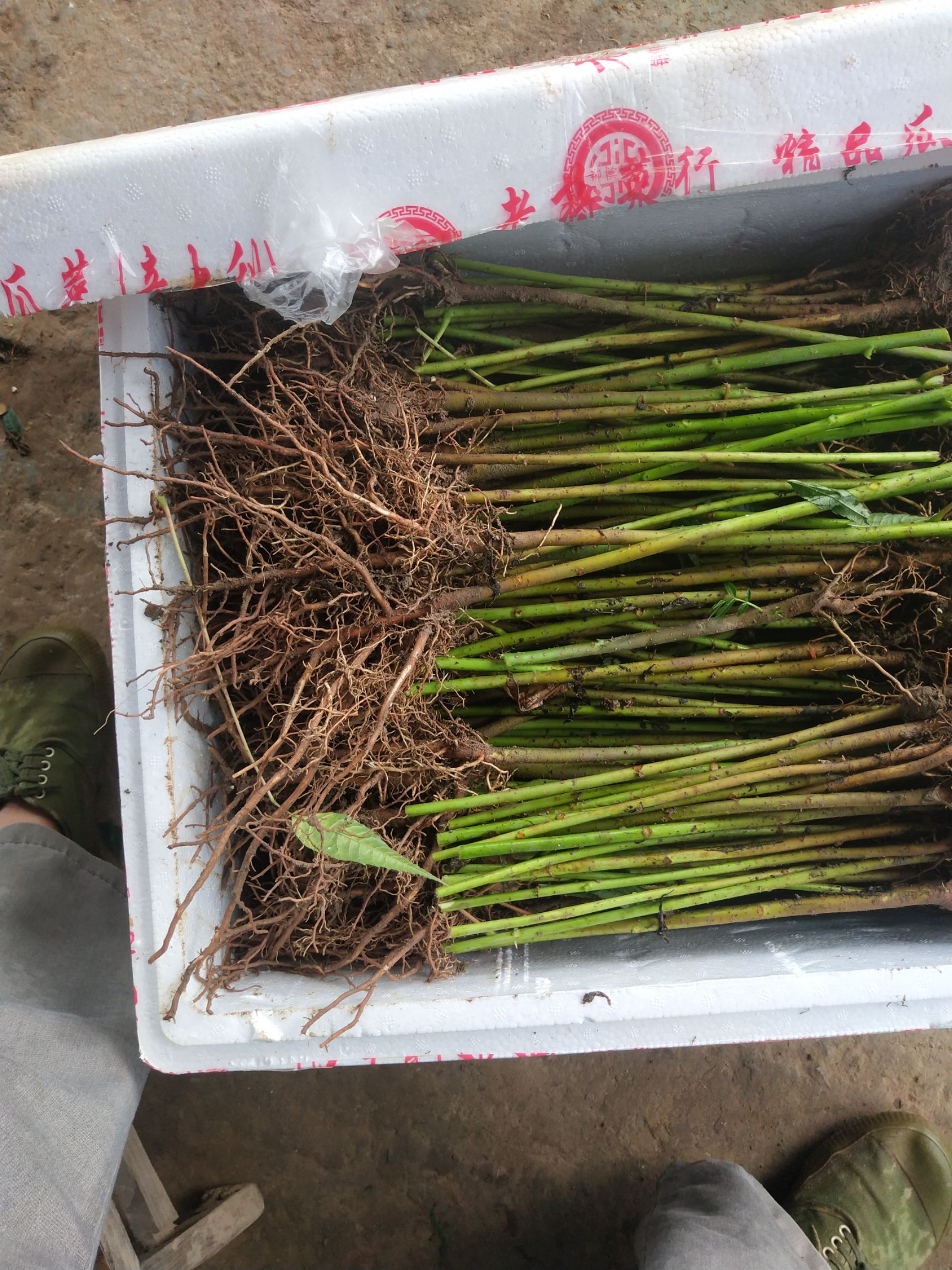 红油香椿苗  红芽香椿苗  香椿苗  椿芽木  菜椿苗  包