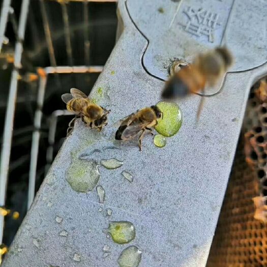 邵阳县 天然土蜂蜜，假一赔十