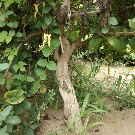 巨鹿县 大量供应优质金银花苗