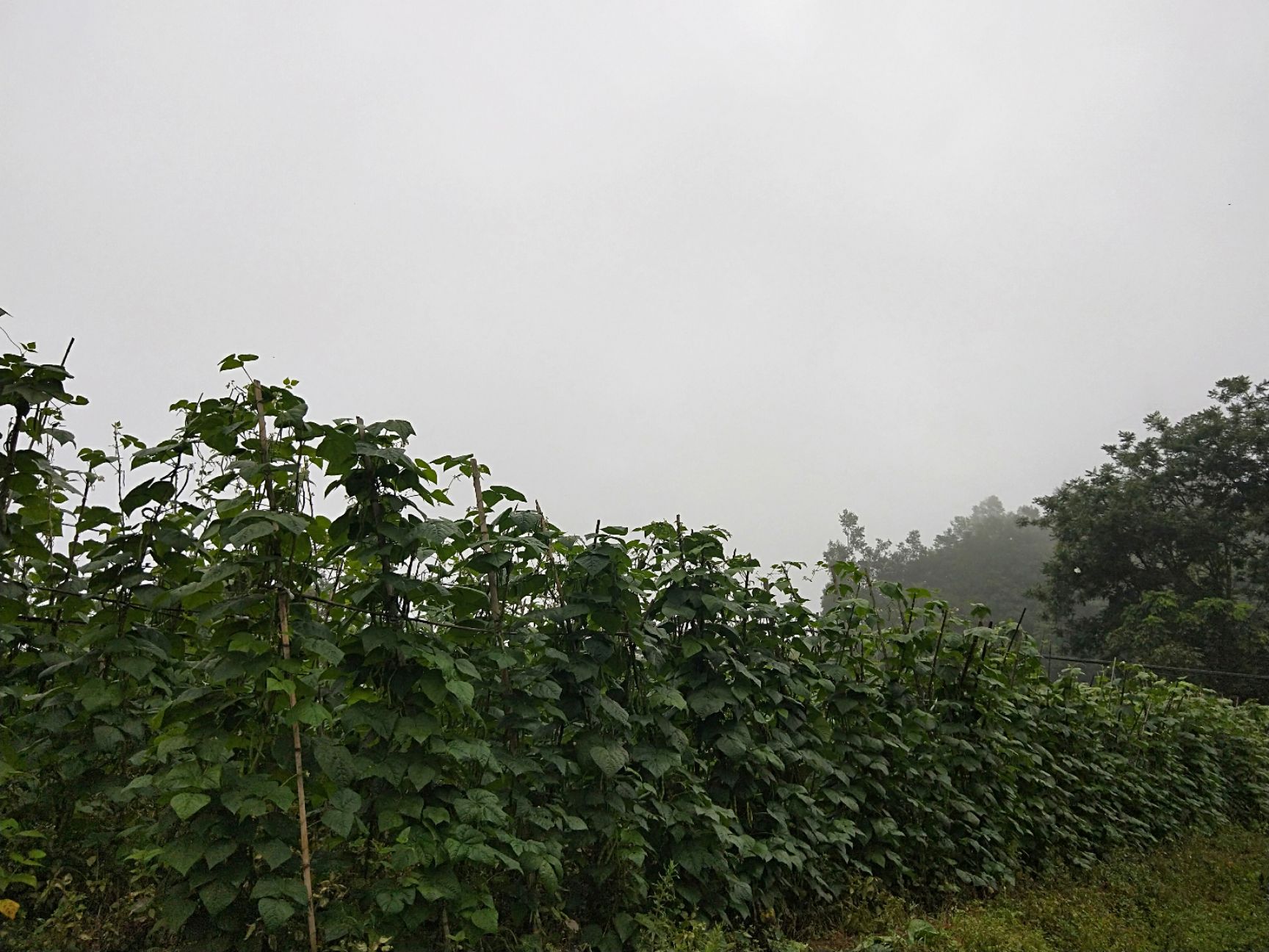 碧豐四季豆 豆角