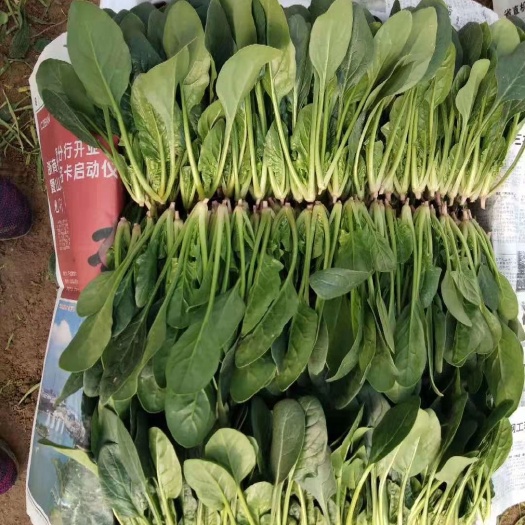  山東菠菜大量供應(yīng)，質(zhì)優(yōu)價(jià)廉！