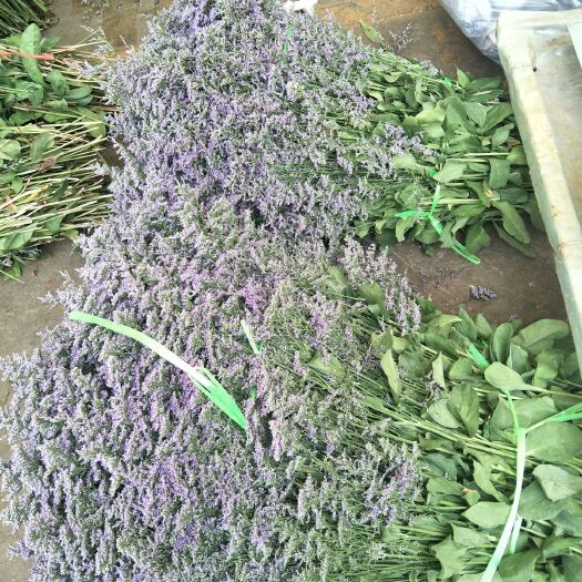 昆明勿忘我 配草，干花