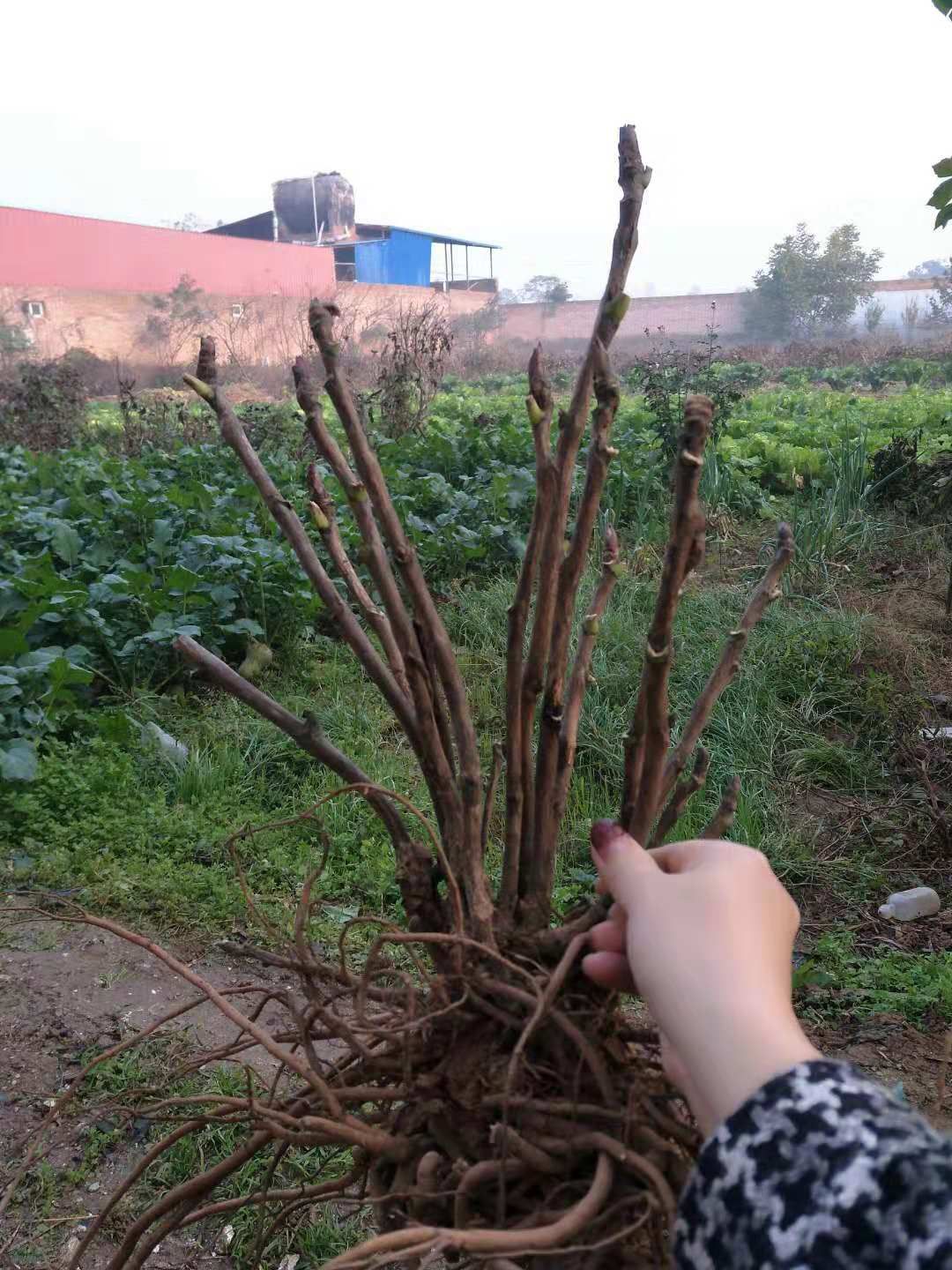  又是一年牡丹种植季