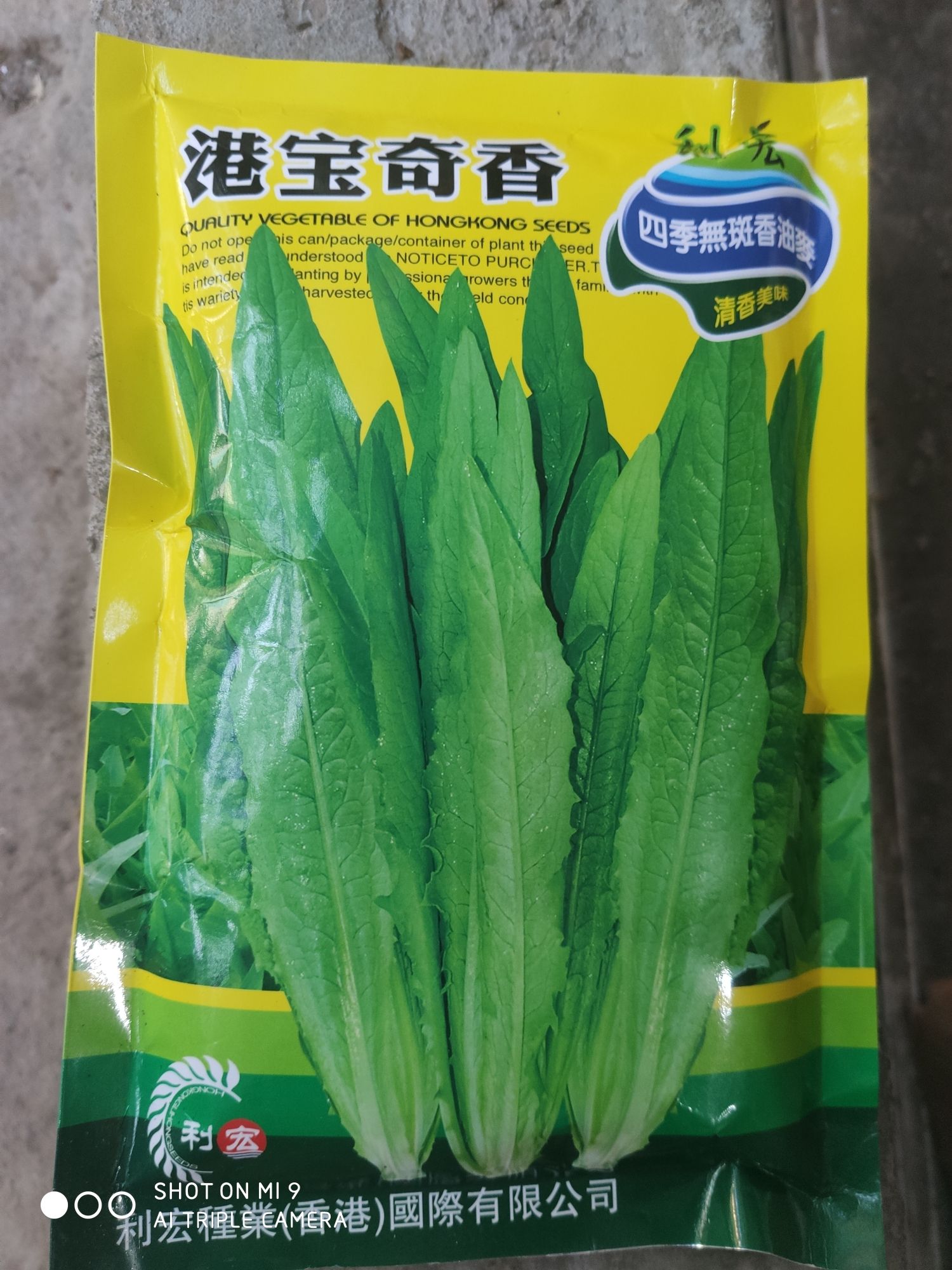 夏邑县 港宝奇香油麦菜种子  品种  产量高 抗病强 口感好