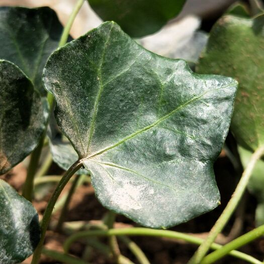  常春藤  藤本植物 绿化 工程苗 杯苗