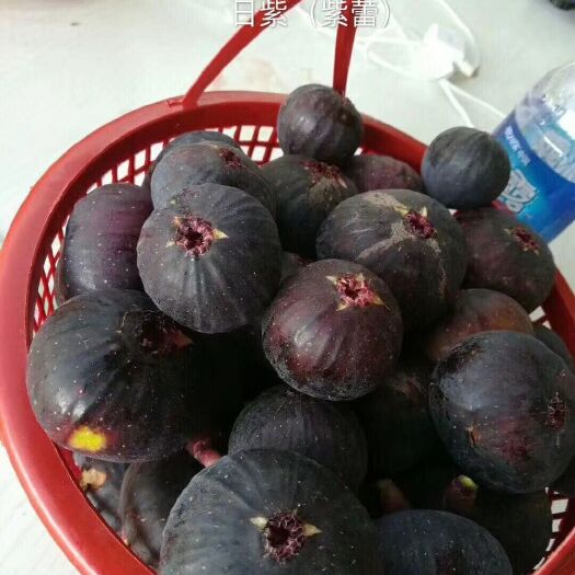 泰安日本紫果无花果苗 根系发达，包成活率