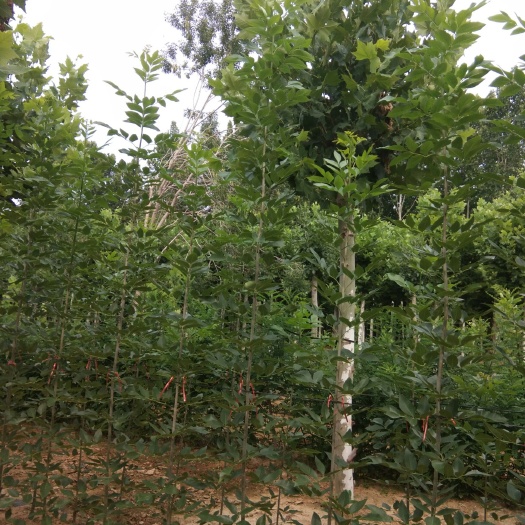 速生白蜡 2.5~3米