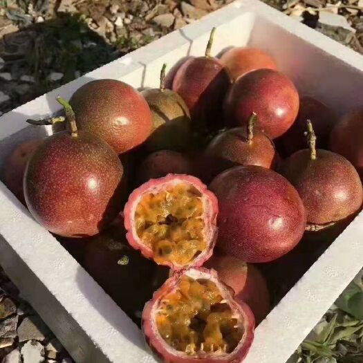 灵山县台农百香果苗 大量提供果苗，品质保证，诚信经营