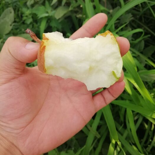 宁晋县 红香酥梨