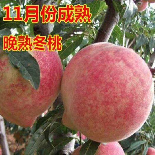 平邑县冬桃苗 冬桃晚熟脆甜，保湿发货，保证品种。
