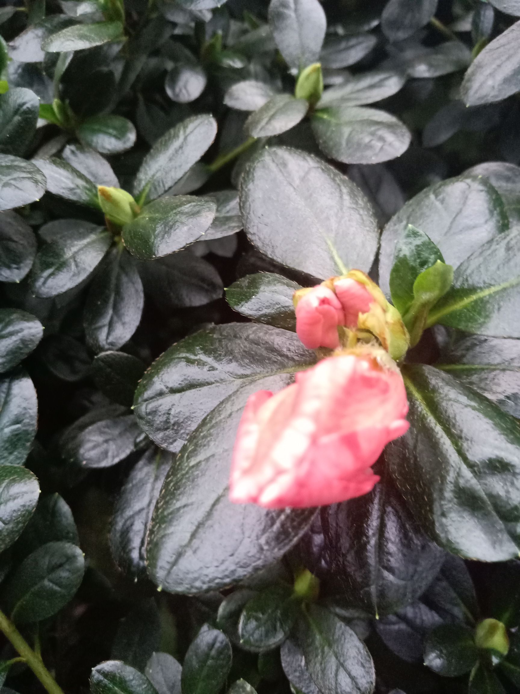 樱桃红杜鹃 自产自销樱桃红准备出货！