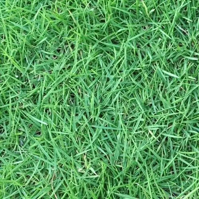 百慕大种子 绿化草坪种子四季常青狗牙根黑麦草百慕大高羊茅庭院护坡草籽